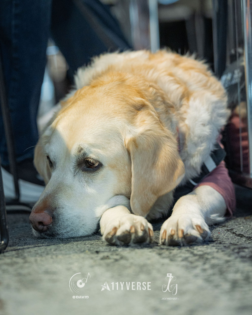 A pale yellow service dog in a harness rests on the floor with its head down between its paws, beside an attendee's legs.